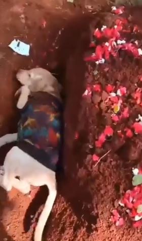 Momen Haru Anjing Berusaha Gali Tanah Kuburan, Sedih Ditinggal Pemiliknya