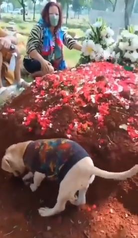 Momen Haru Anjing Berusaha Gali Tanah Kuburan, Sedih Ditinggal Pemiliknya