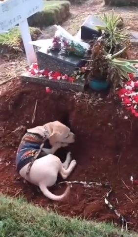 Momen Haru Anjing Berusaha Gali Tanah Kuburan, Sedih Ditinggal Pemiliknya