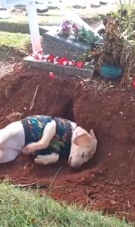 Momen Haru Anjing Berusaha Gali Tanah Kuburan, Sedih Ditinggal Pemiliknya