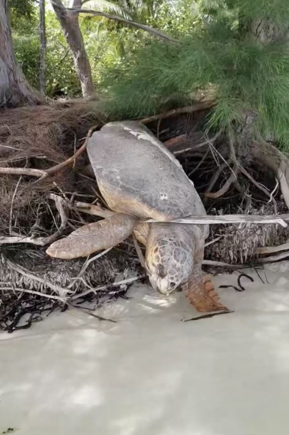 Man saves 'dead' sea turtle stranded on land and brings her back to life 1