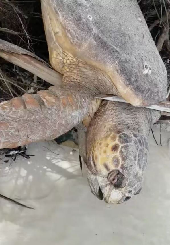 Man saves 'dead' sea turtle stranded on land and brings her back to life 2