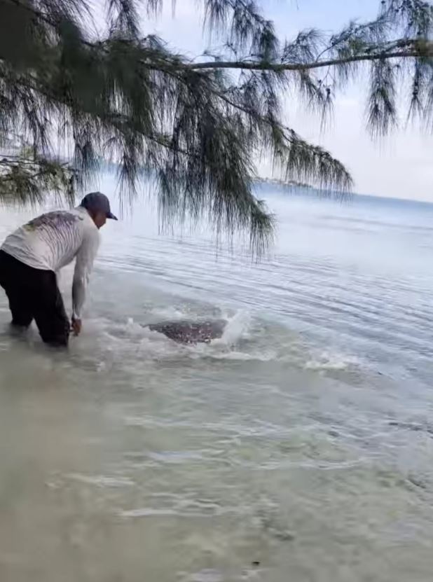 Man saves 'dead' sea turtle stranded on land and brings her back to life 3