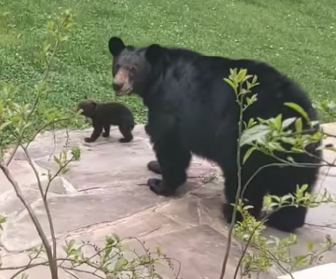 The bear and her cubs visit long-time human friend 1