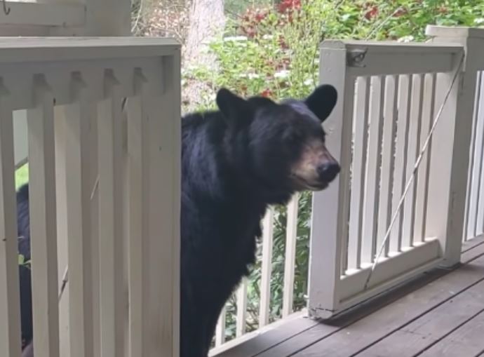 The bear and her cubs visit long-time human friend 2