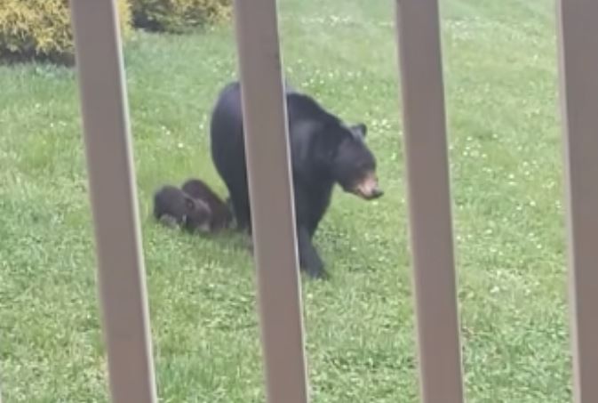 The bear and her cubs visit long-time human friend 3