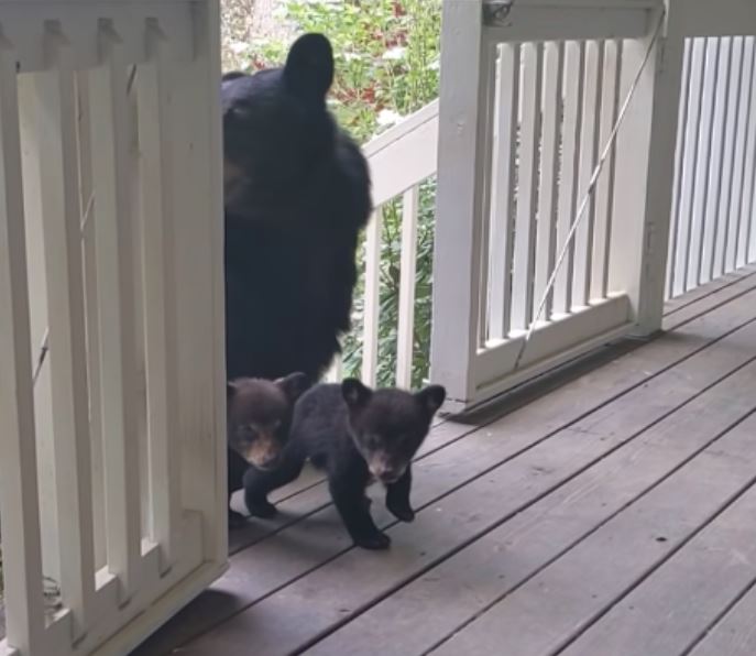 The bear and her cubs visit long-time human friend 4