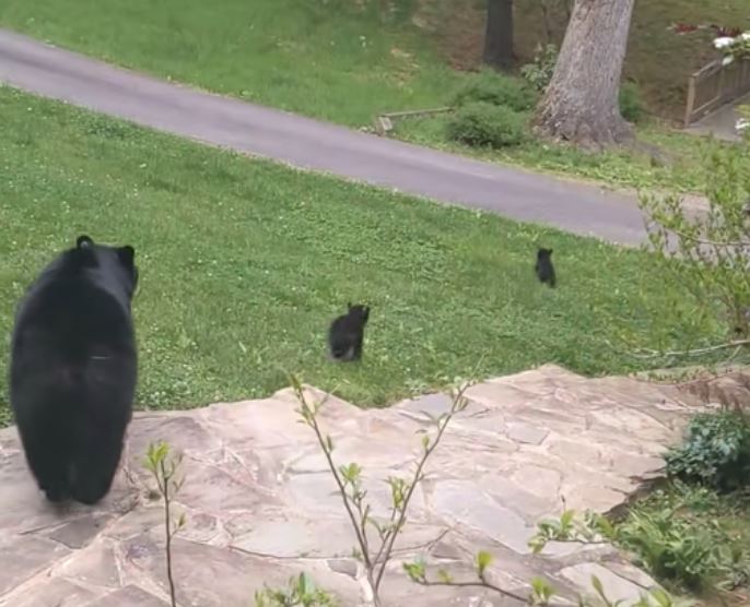 The bear and her cubs visit long-time human friend 5