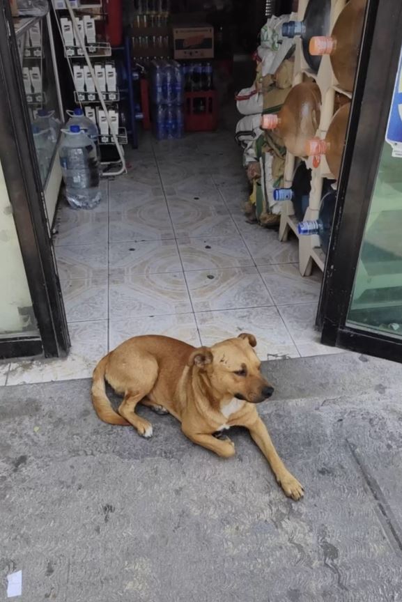 The heartwarming reaction of a stray dog to a shopkeeper's kindness 1