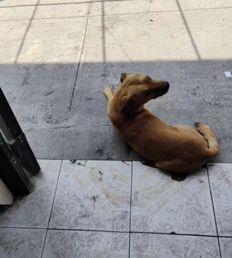 The heartwarming reaction of a stray dog to a shopkeeper's kindness 2