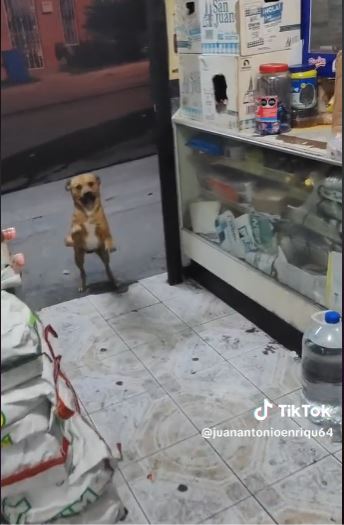 The heartwarming reaction of a stray dog to a shopkeeper's kindness 4
