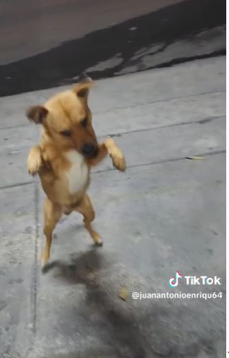 The heartwarming reaction of a stray dog to a shopkeeper's kindness 5