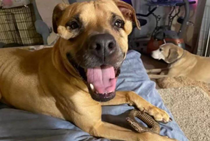 Being called 'ugly' by potential adopters, the shelter dog can't understand why no one wants to adopt her 3