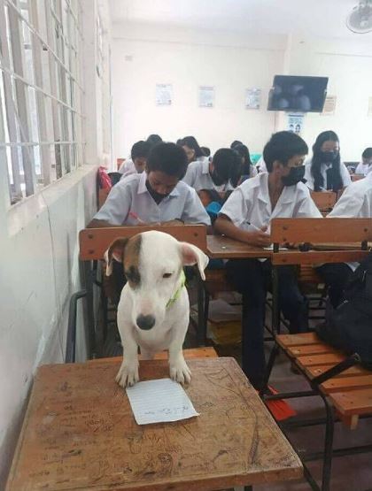 13 funny and adorable photos of 'pets where you shouldn't be' to help you relax and smile after a long day 1