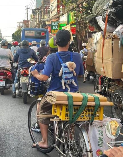 13 funny and adorable photos of 'pets where you shouldn't be' to help you relax and smile after a long day 8