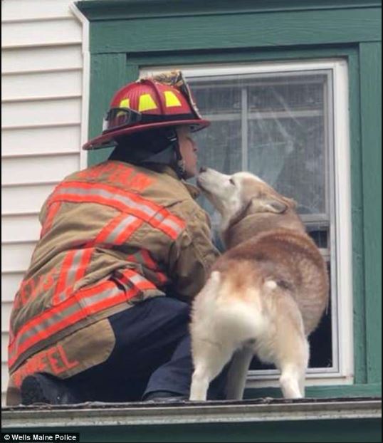 Dog shares sweet kiss with firefighter who rescued him from rooftop 4