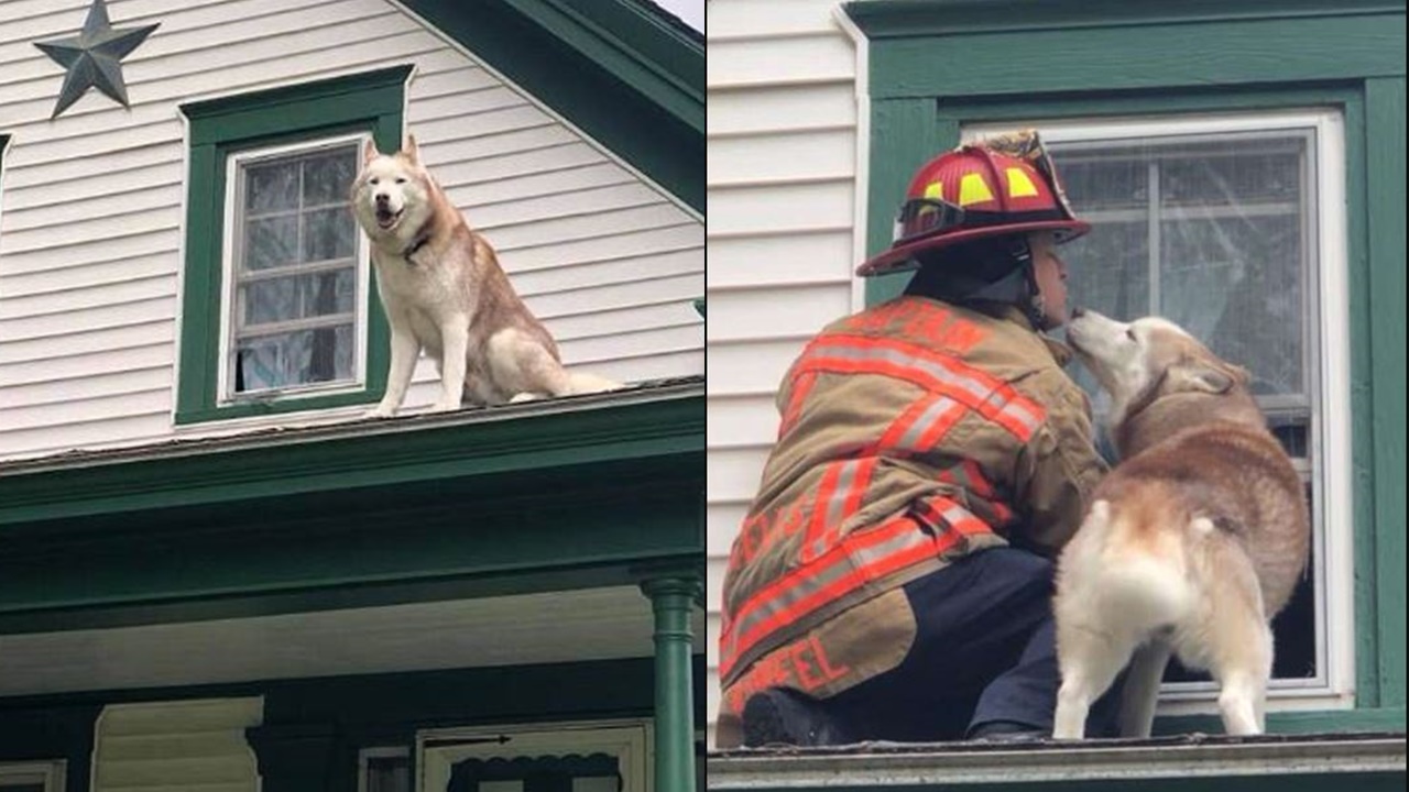 Dog shares sweet kiss with firefighter who rescued him from rooftop 3