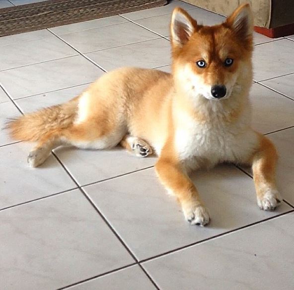 Meet Mya, a Pomeranian-Husky mix that looks like a little fox 1