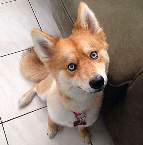 Meet Mya, a Pomeranian-Husky mix that looks like a little fox 2