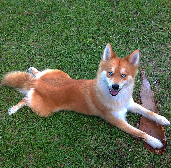 Meet Mya, a Pomeranian-Husky mix that looks like a little fox 4