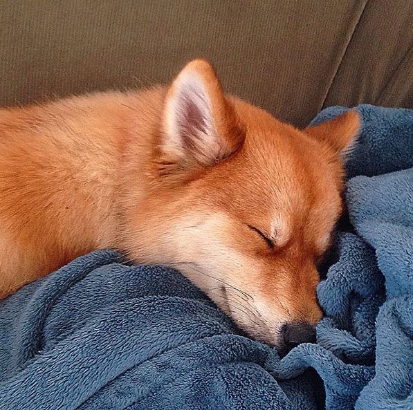 Meet Mya, a Pomeranian-Husky mix that looks like a little fox 9