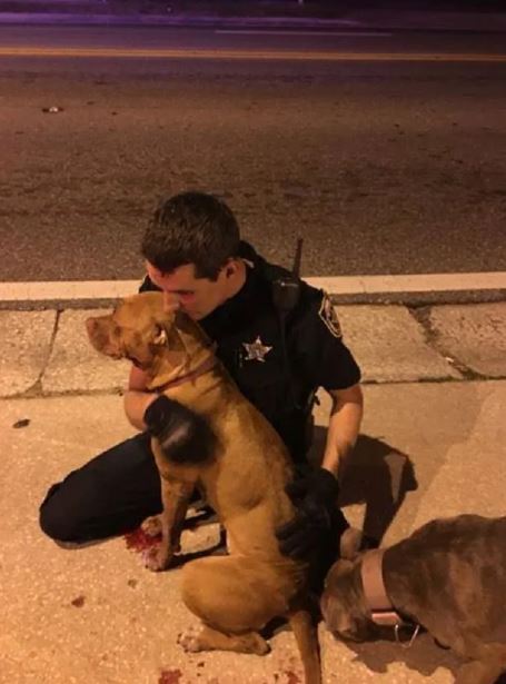Two pit bulls rescued by compassionate police officers who stay by their side until help arrives 1