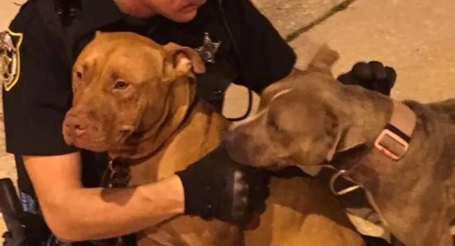 Two pit bulls rescued by compassionate police officers who stay by their side until help arrives 2