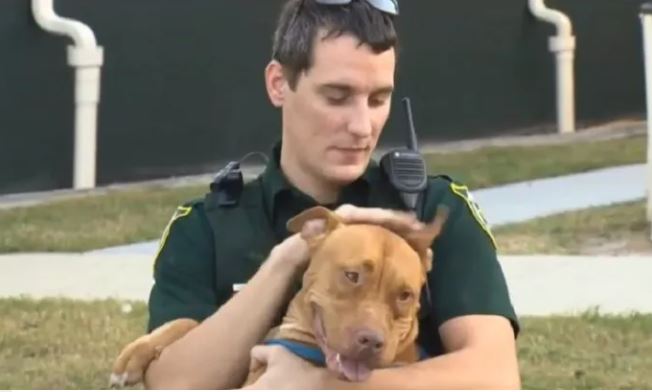 Two pit bulls rescued by compassionate police officers who stay by their side until help arrives 3