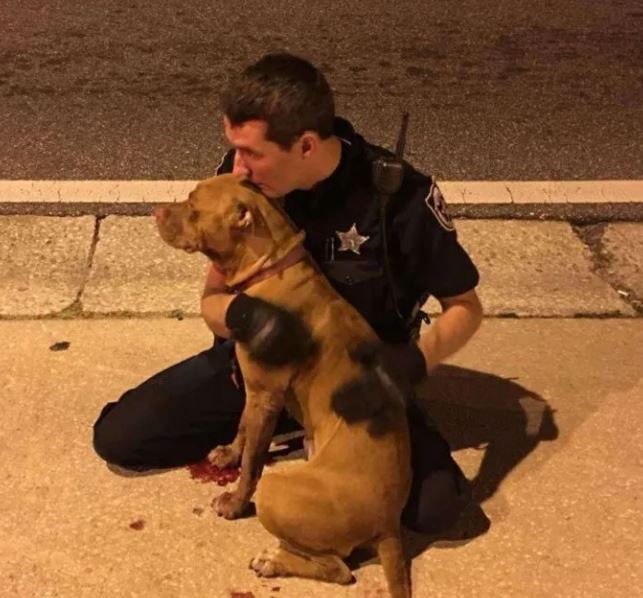 Two pit bulls rescued by compassionate police officers who stay by their side until help arrives 4