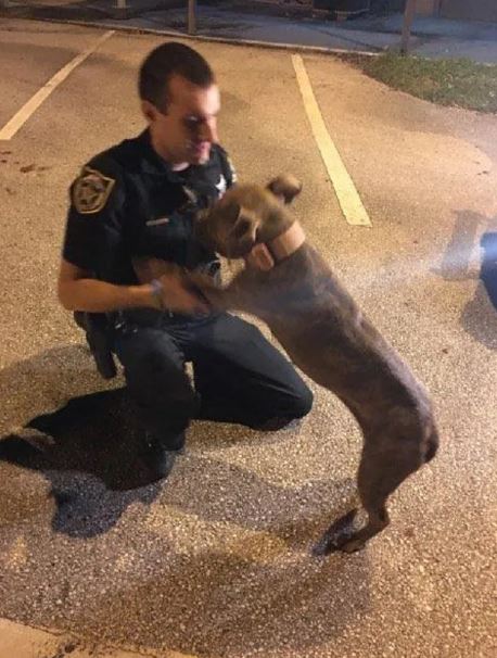 Two pit bulls rescued by compassionate police officers who stay by their side until help arrives 5
