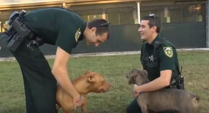 Two pit bulls rescued by compassionate police officers who stay by their side until help arrives 6