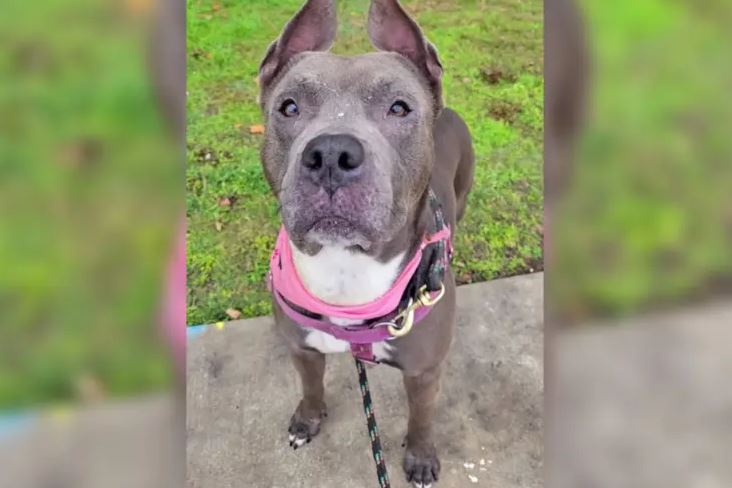 Dog reunites with Florida family after spending 301 days in texas animal shelter 1