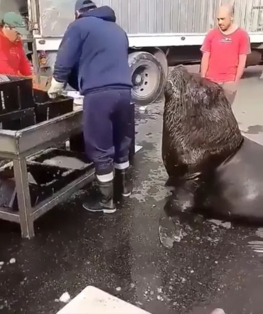 Giant sea lion makes a visit to fish market in search of snacks 1