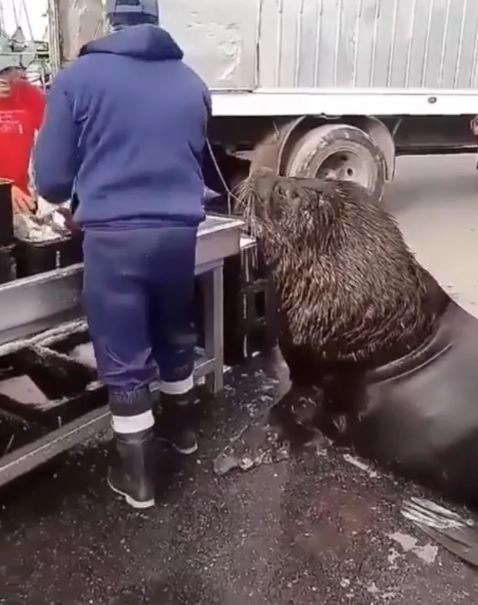 Giant sea lion makes a visit to fish market in search of snacks 2