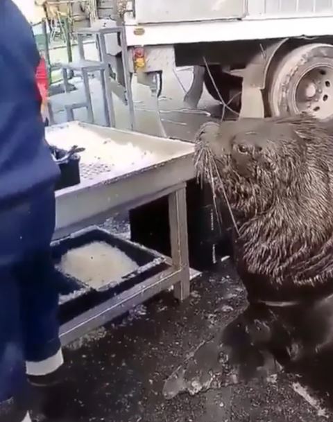 Giant sea lion makes a visit to fish market in search of snacks 3