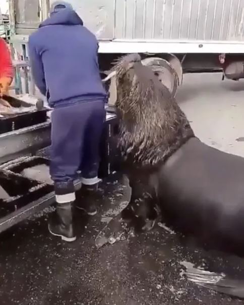 Giant sea lion makes a visit to fish market in search of snacks 4