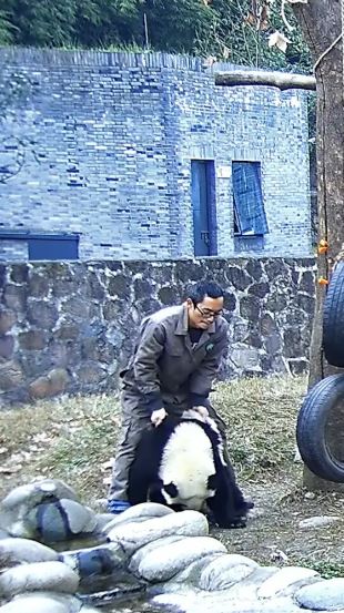 Panda breeder saves choking panda with Heimlich maneuver 1