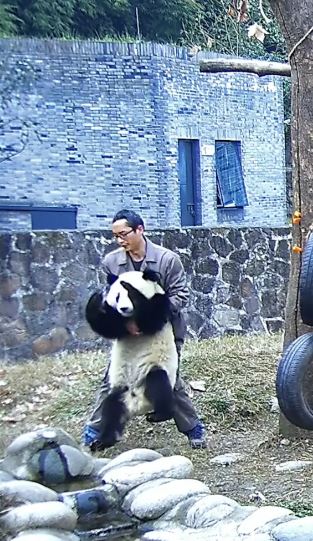 Panda breeder saves choking panda with Heimlich maneuver 3