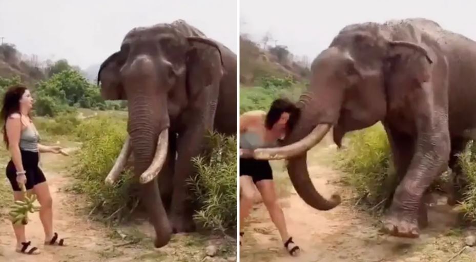 Woman taunts elephant with bananas and gets thrown into air 1