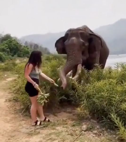 Woman taunts elephant with bananas and gets thrown into air 2