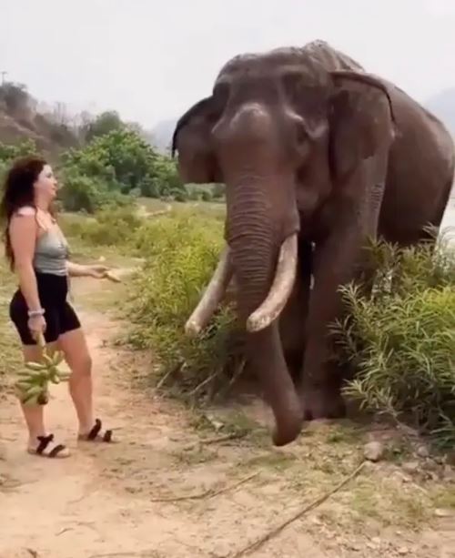 Woman taunts elephant with bananas and gets thrown into air 3