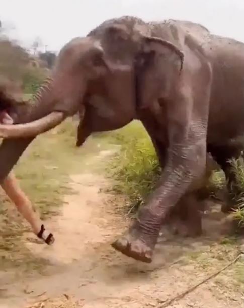 Woman taunts elephant with bananas and gets thrown into air 4