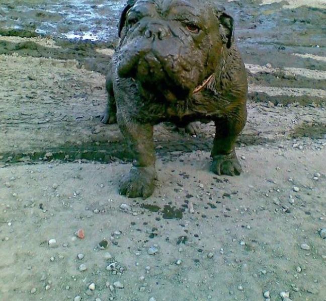 16 instances when allowing your dog to play in the mud wasn't a good Idea 1