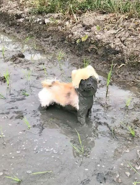 16 instances when allowing your dog to play in the mud wasn't a good Idea 2