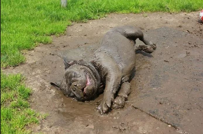 16 instances when allowing your dog to play in the mud wasn't a good Idea 3