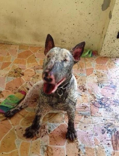 16 instances when allowing your dog to play in the mud wasn't a good Idea 4