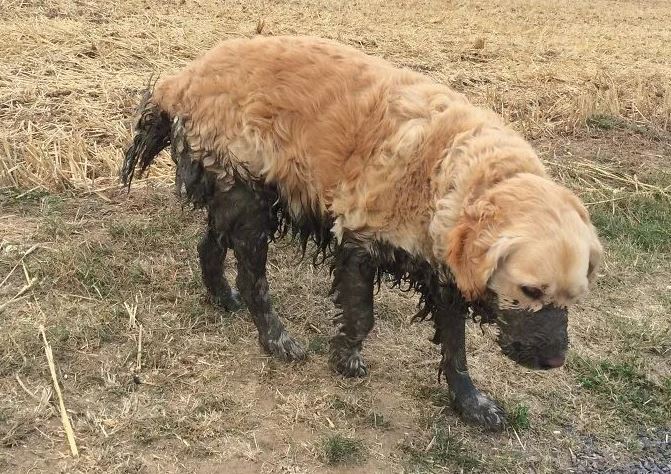 16 instances when allowing your dog to play in the mud wasn't a good Idea 5