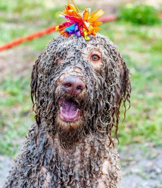 16 instances when allowing your dog to play in the mud wasn't a good Idea 7