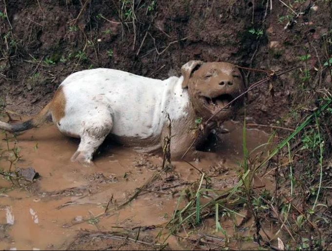 16 instances when allowing your dog to play in the mud wasn't a good Idea 8