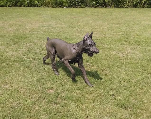 16 instances when allowing your dog to play in the mud wasn't a good Idea 9